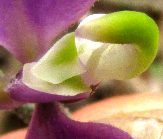 POLYGALA COMPACTA, corolla keel and standard close up