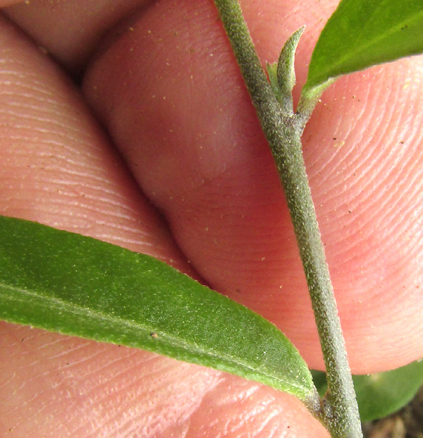 POLYGALA COMPACTA, corolla keel and standard close up