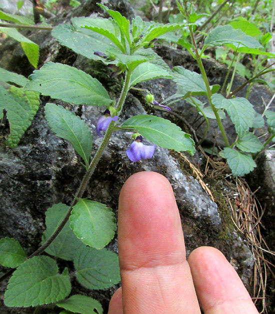 POMBALIA VERBENACEA, flowering plant in habitat