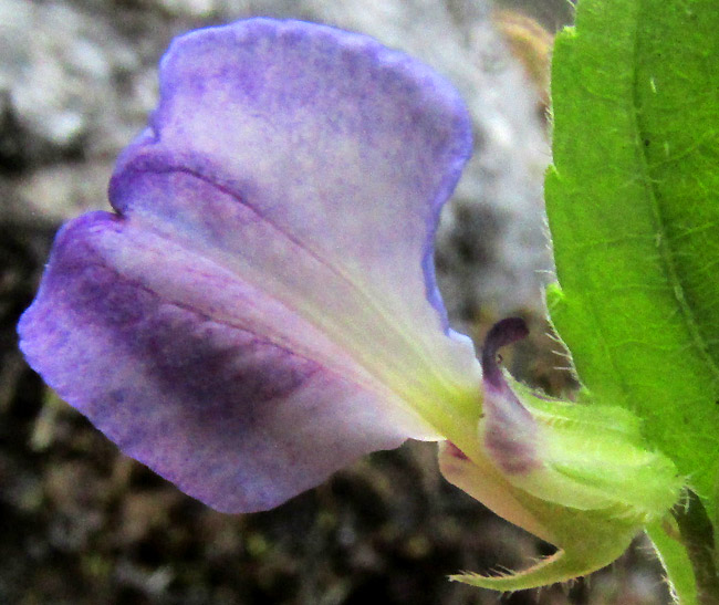 POMBALIA VERBENACEA, flower from above, emphasizing spur