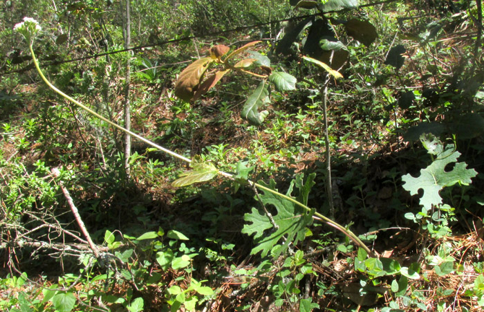 Indianbush, PSACALIUM PELTATUM, flowering plant in habitat