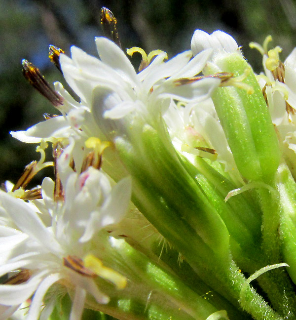 Indianbush, PSACALIUM PELTATUM, involucral bracts