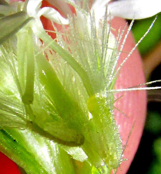 Indianbush, PSACALIUM PELTATUM, pappuses