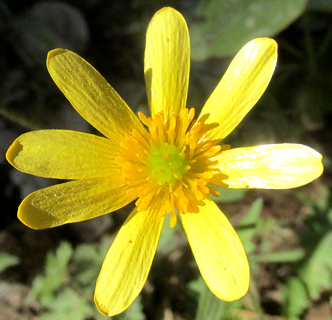 RANUNCULUS FASCICULATUS, flower close-up from above