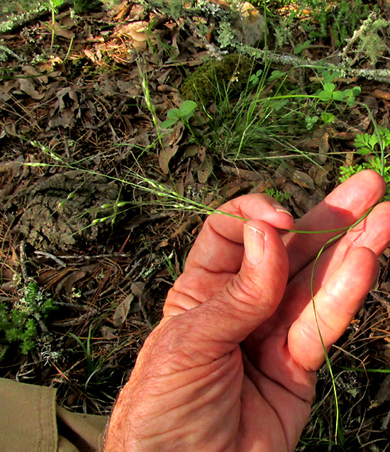 Pinyon Ricegrass, PIPTOCHAETIUM FIMBRIATUM, in habitat, disturbed oak-pine forest