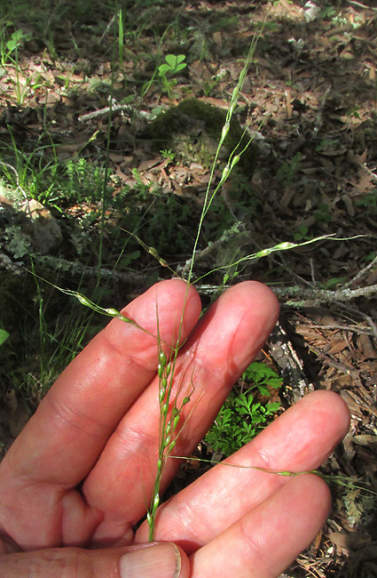 Pinyon Ricegrass, PIPTOCHAETIUM FIMBRIATUM, inflorescence