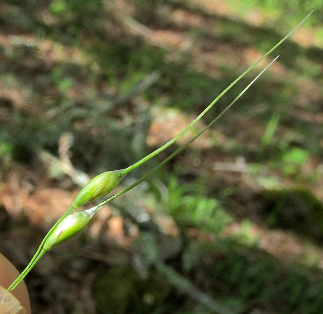 Pinyon Ricegrass, PIPTOCHAETIUM FIMBRIATUM, spikelets with aws