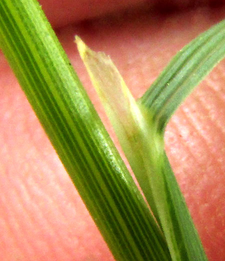 Pinyon Ricegrass, PIPTOCHAETIUM FIMBRIATUM, ligule