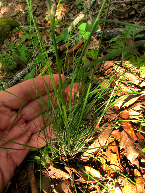 Pinyon Ricegrass, PIPTOCHAETIUM FIMBRIATUM, grass tuft