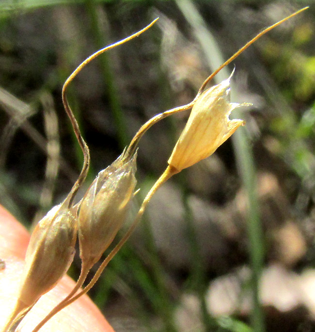 Pinyon Ricegrass, PIPTOCHAETIUM FIMBRIATUM, mature spikelets close-up