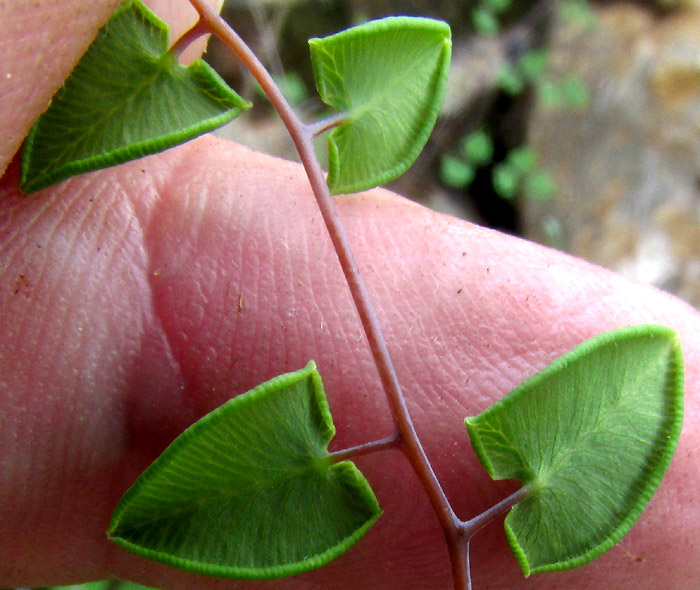 HEMIONITIS EMPERATRICELLA [Pellaea sagittata], close-up of pinnules' lower surface showing immature false indusia