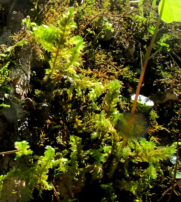 Pale Spikemoss, SELAGINELLA PALLESCENS, in moist habitat