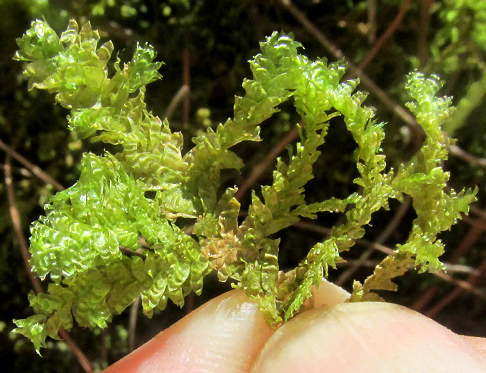 Pale Spikemoss, SELAGINELLA PALLESCENS, branching