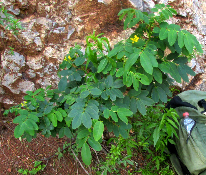 SENNA cf. PENDULA, young flowering plant in habitat