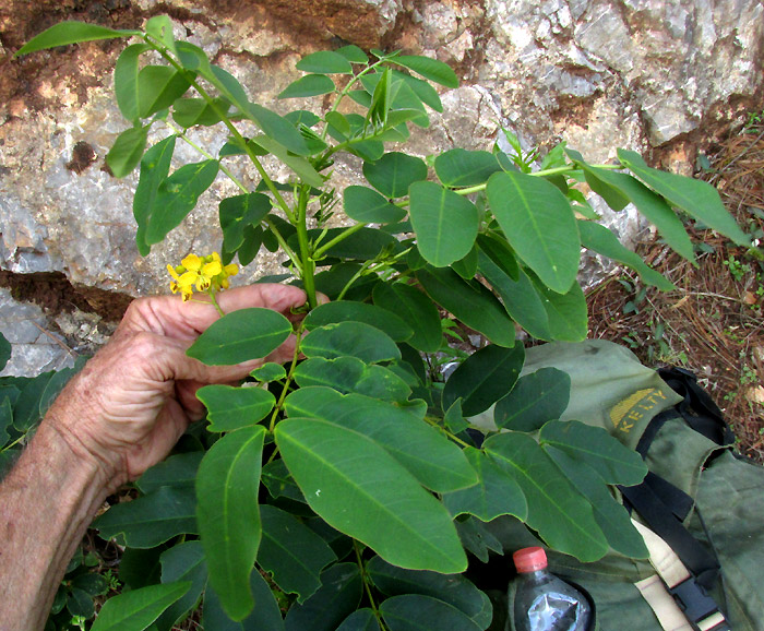 SENNA cf. PENDULA, pinnately compound leaflet