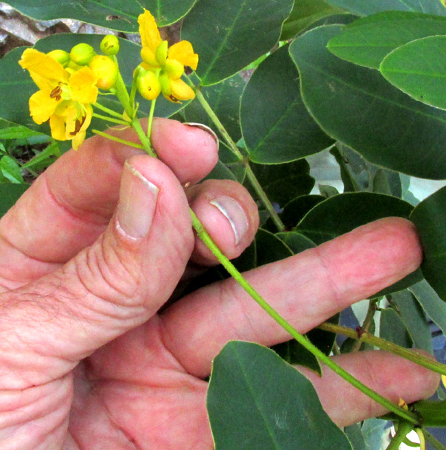 SENNA cf. PENDULA, raceme-type inflorescence with long penduncle