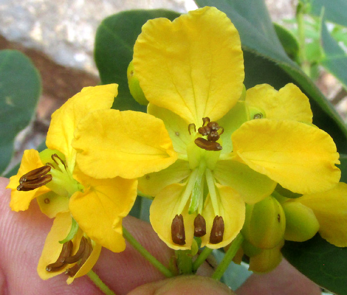 SENNA cf. PENDULA, young flowering plant in habitat