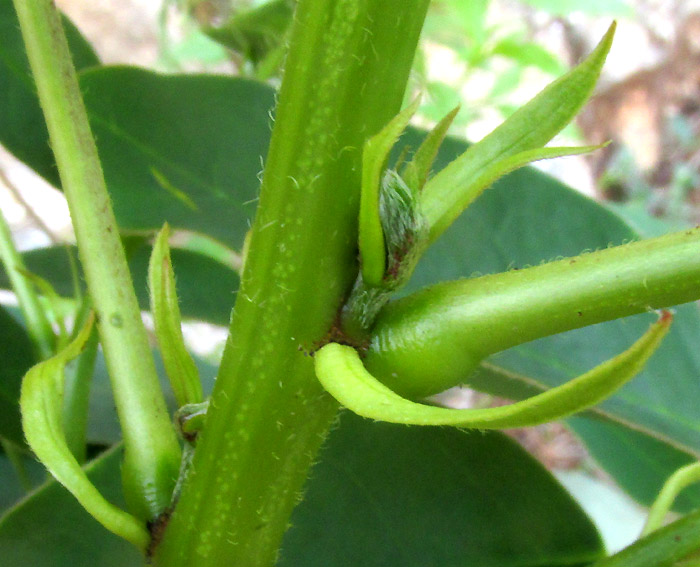 SENNA cf. PENDULA, large stipules and sparse hairiness on stems and petioles