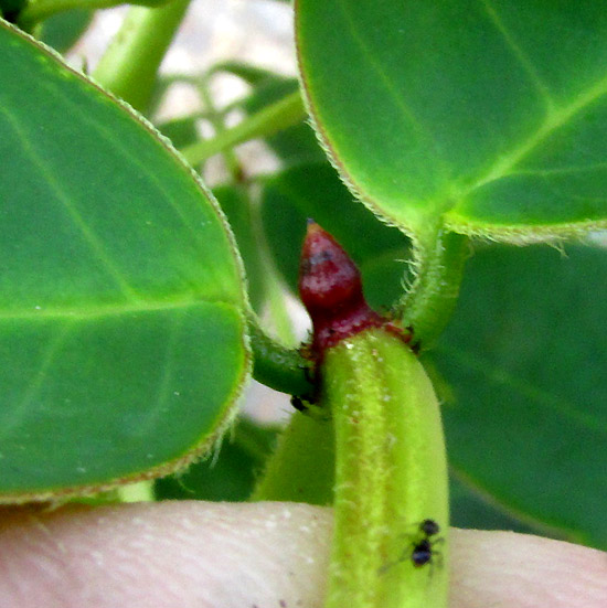 SENNA cf. PENDULA, young flowering plant in habitat