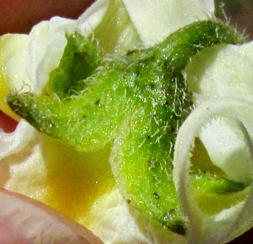 Wild Potato, SOLANUM POLYADENIUM, calyx