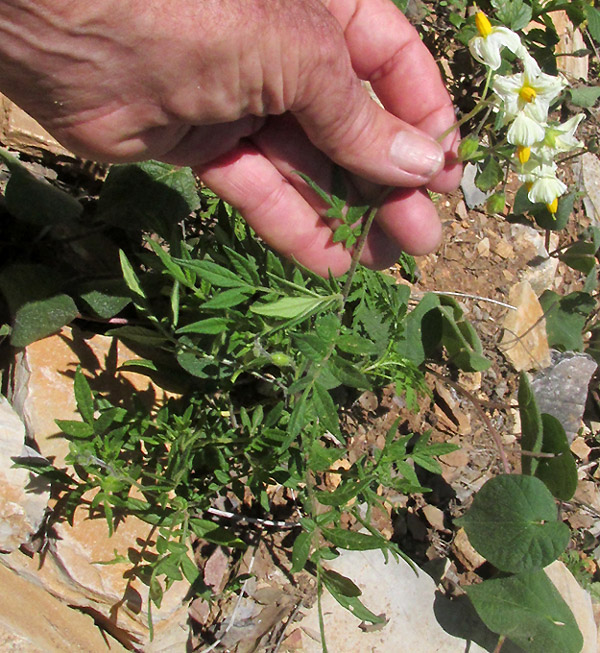 Wild Potato, SOLANUM POLYADENIUM, flowering plant in habitat