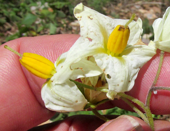 Wild Potato, SOLANUM POLYADENIUM, flower close-up from front