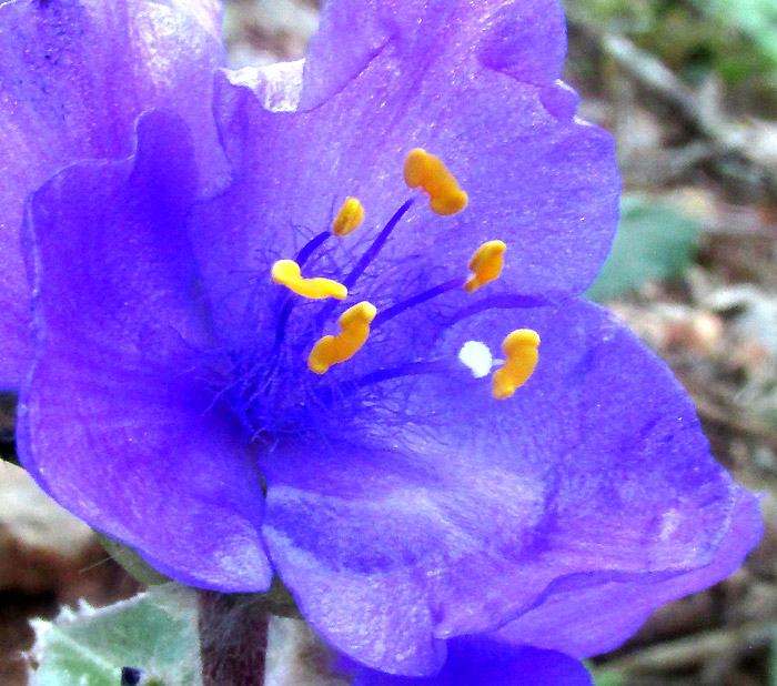 Leatherleaf Spiderwort, TRADESCANTIA CRASSIFOLIA, flower close-up of stamens