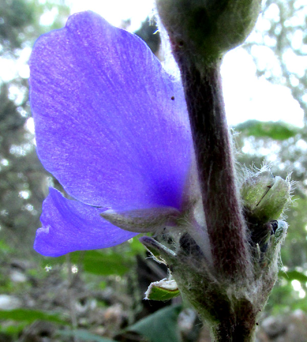 Leatherleaf Spiderwort, TRADESCANTIA CRASSIFOLIA, calyx small bracts below flower cluster, all long-hairy