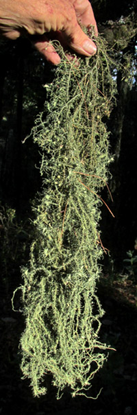 USNEA INTERMEDIA, long dangling strand fallen from tree