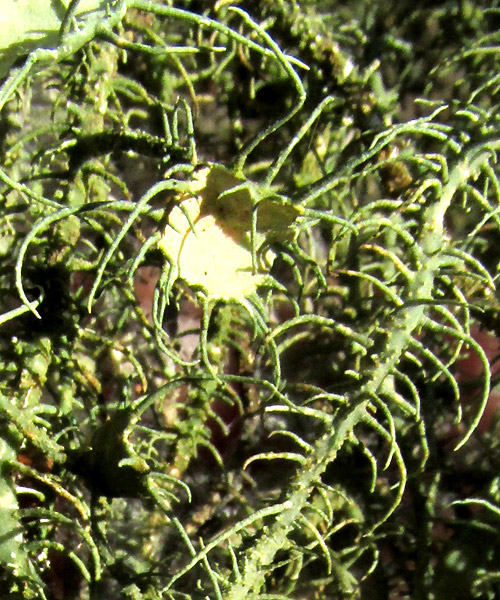 USNEA INTERMEDIA, close-up