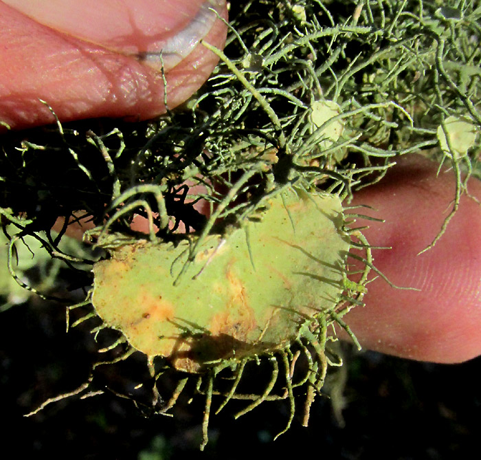 USNEA INTERMEDIA, close-up