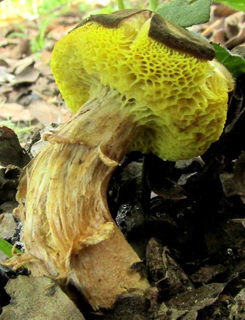 Suede Bolete, XEROCOMUS SUBTOMENTOSUS, bent stalk and yellow pores