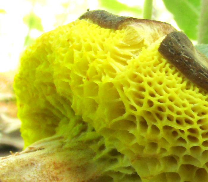 Suede Bolete, XEROCOMUS SUBTOMENTOSUS, close-up of pores and stem connection