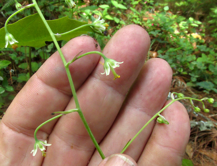 Green Deathcamas, ANTICLEA {Zigadenus} VIRESCENS, flowers and a panicle branch