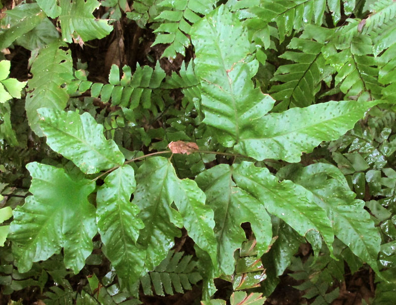 Japanese Holly Fern, CYRTOMIUM FALCATUM in habitat