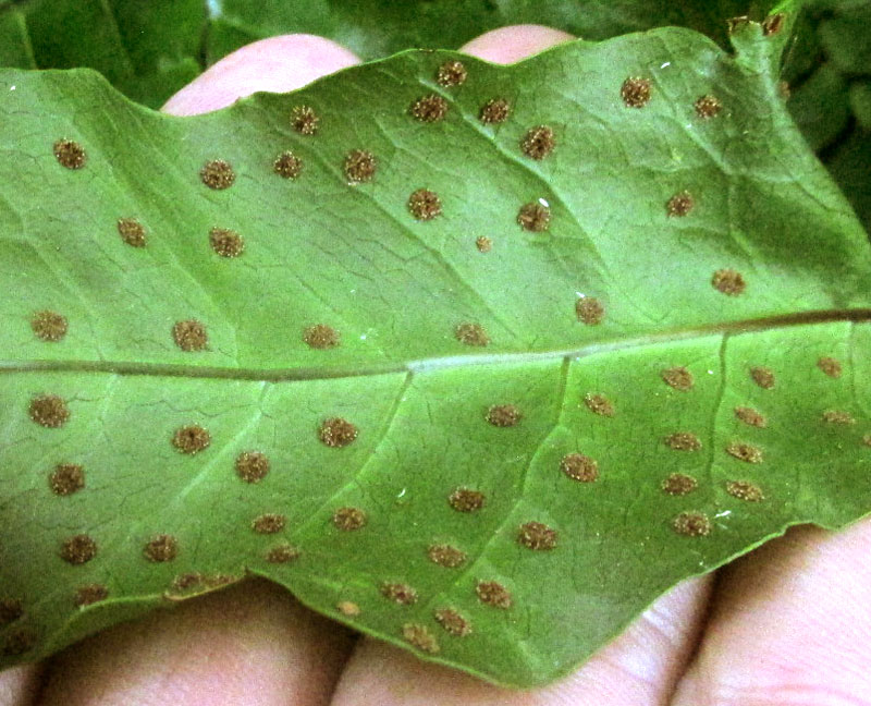 Japanese Holly Fern, CYRTOMIUM FALCATUM, mature sori without indusia