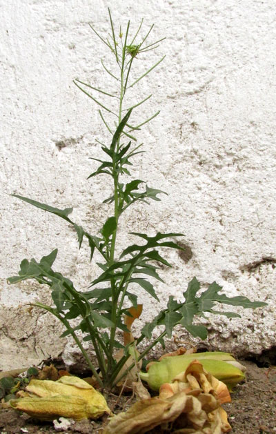 London Rocket, SISYMBRIUM IRIO, small plant in Mexico