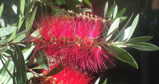 Lemon Bottlebrush, CALLISTEMON CITRINUS