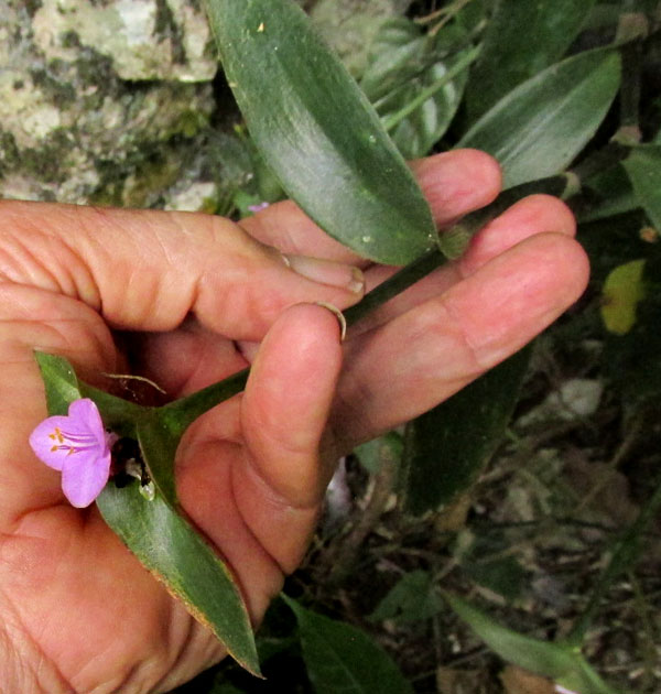 Purple Spiderwort, TRADESCANTIA PALLIDA, wild, native, not-purple form