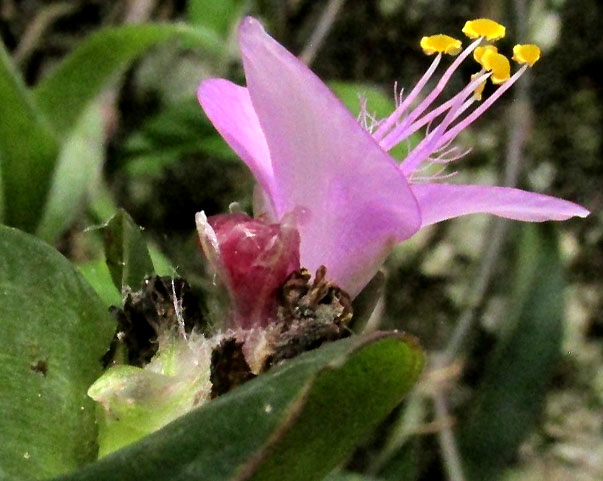 Purple Spiderwort, TRADESCANTIA PALLIDA, flower close-up from side, showing hairs on filaments and unopened flower with calyx