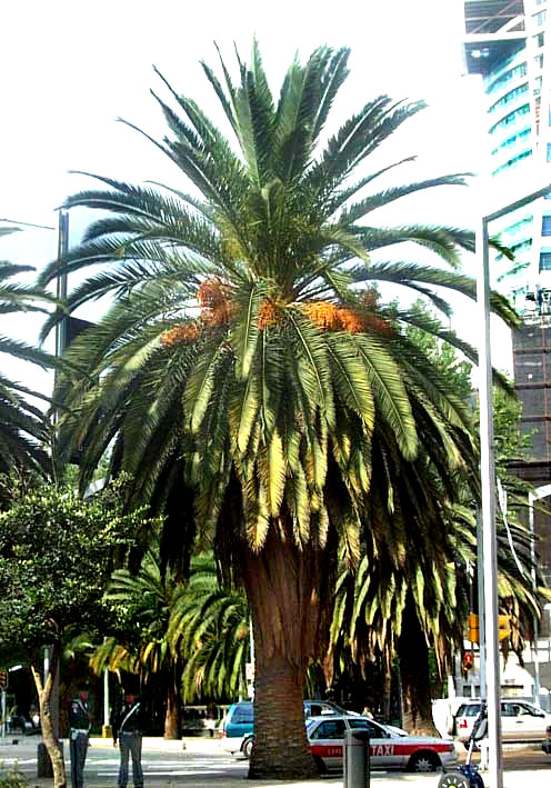 dates palm. Canary Island Date Palm,