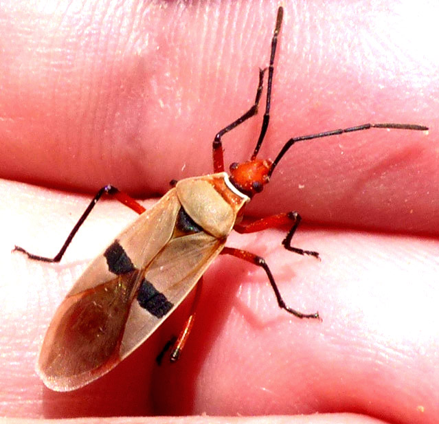 Two-spotted Cotton Stainer, DYSDERCUS BIMACULATUS, top view