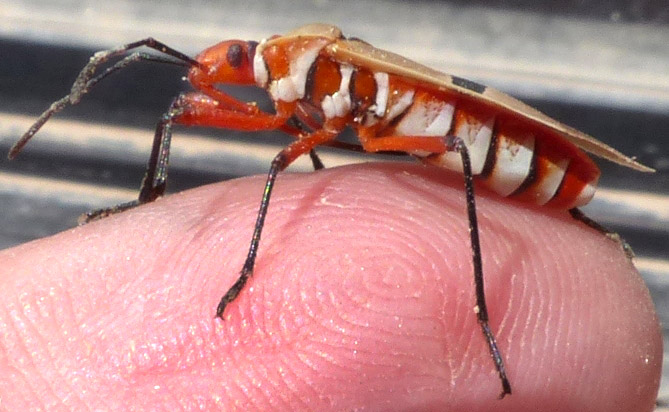 Two-spotted Cotton Stainer, DYSDERCUS BIMACULATUS, top view