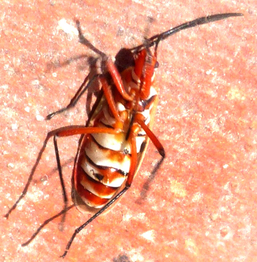 Two-spotted Cotton Stainer, DYSDERCUS BIMACULATUS,bottom view