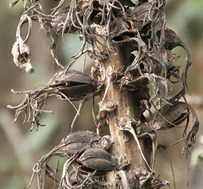 Maguey de Peña, AGAVE MITIS, mature capsules