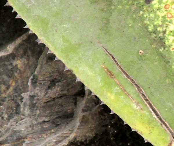 Maguey de Peña, AGAVE MITIS, toothed blade margin