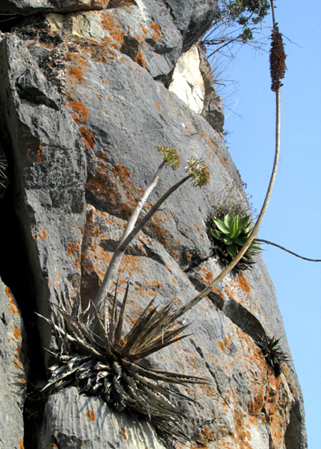 mature plant in habitat with inflorescence