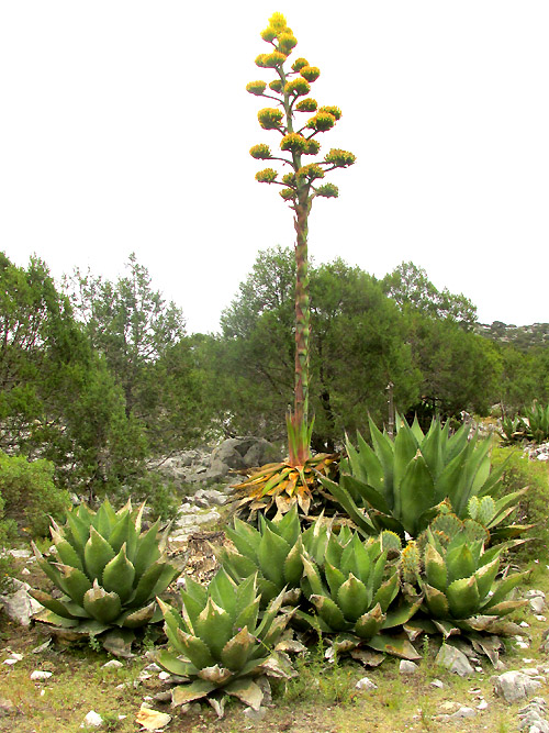 Century Plant, AGAVE SALMIANA, flowering plant