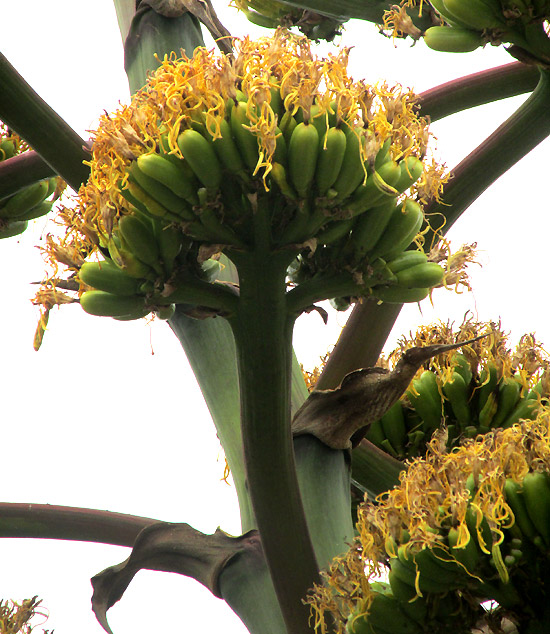 Century Plant, AGAVE SALMIANA, umbel close-up