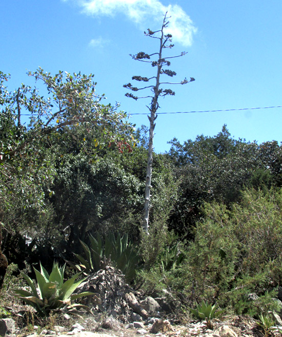 Century Plant, AGAVE SALMIANA, fruiting plant